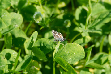 Grizzled Skipper (Pyrgus malvae) butterfly sitting on a green leaf in Zurich, Switzerland