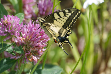 Old World Swallowtail or common yellow swallowtail (Papilio machaon) sitting on pink flower in Zurich, Switzerland