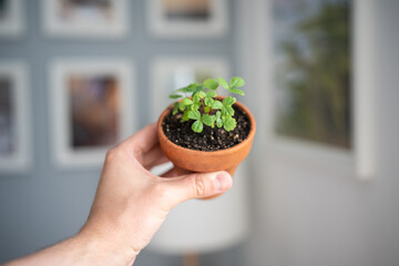 Man holding small Strawberry Fragaria seedlings in clay pot in hand, blurred background. Hobby,...