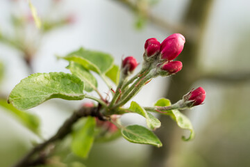 Obraz premium flower buds on an apple tree..