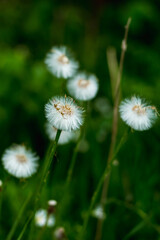 Dandelion flowers..