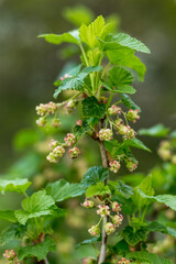 currant flowers..