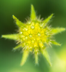 small yellow field flower..