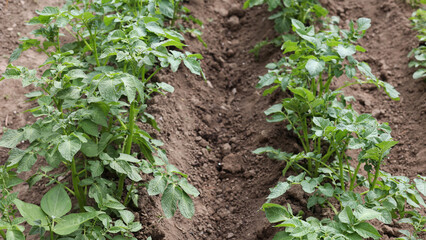 There are many potatoes growing in the field. Agriculture green leaves of potatoes in summer. Colorado beetles love the tuber. Beetles destroy the crop. The potato harvest is ecologically clean