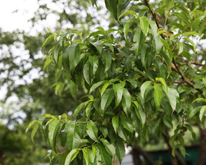 The peach tree is still green. Fruit ripening on the tree. Summer time, green leaves