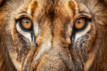portrait of a lion, generative ai