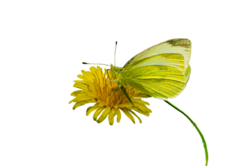 Cabbage White Butterfly (Pieris rapae) Photo, Perched and Feeding on a Dandelion (Taraxacum officinale) Bloom Against a Transparent PNG Background