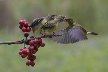 Olive backed sunbirds feed their chicks