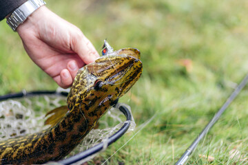 A caught pike laying in a net with lure sticking out of mouth, handled by the fisherman with fishing rod on the grass
