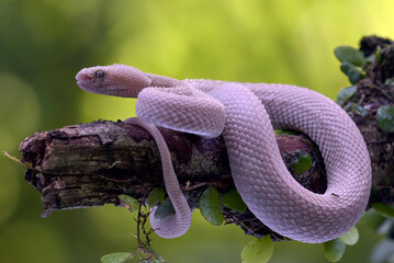 White mangrove pit viper on a tree