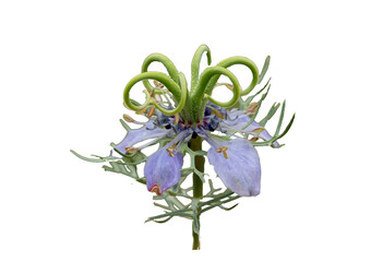 Anatolian wild fennel flower (Nigella arvensis var. anatolica) in a field in May