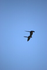 Obraz premium Una gran cantidad de aves podemos encontrar,la mayoria acuaticas como pelicanos,gaviotas,fragatas,aves de corral como gallinas,y otros tipos de pajaros.