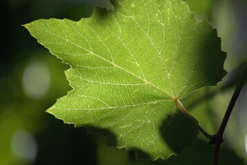 Una region donde el verde en montañas y arboles es mayoria,combinado con el maravilloso azul del cielo.