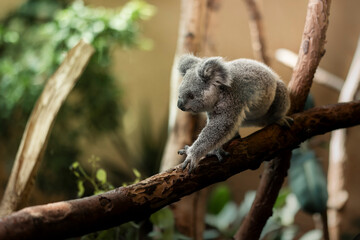 junger Koala auf einem Ast