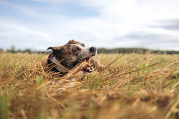 A mixed breed dog laying down relaxing in a field chewing on a stick with blue skies in the...
