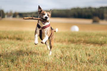 A playful mixed breed dog leaping through a field with a stick in its mouth looking happy