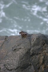 Los cangrejos aunque hacen sus casas en la arena pasan sus dias en las rosas tomando sol y alimentandose.