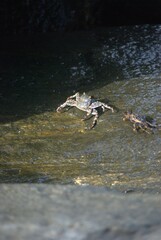 Los cangrejos aunque hacen sus casas en la arena pasan sus dias en las rosas tomando sol y alimentandose.