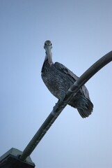 Una gran cantidad de aves podemos encontrar,la mayoria acuaticas como...