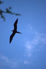 Una gran cantidad de aves podemos encontrar,la mayoria acuaticas como pelicanos,gaviotas,fragatas,aves de corral como gallinas,y otros tipos de pajaros.