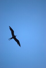 Una gran cantidad de aves podemos encontrar,la mayoria acuaticas como pelicanos,gaviotas,fragatas,aves de corral como gallinas,y otros tipos de pajaros.