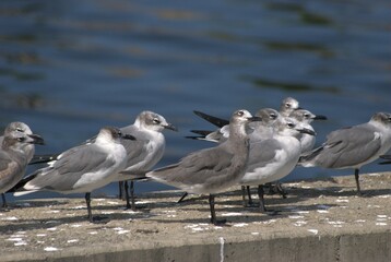 Una gran cantidad de aves podemos encontrar,la mayoria acuaticas como pelicanos,gaviotas,fragatas,aves de corral como gallinas,y otros tipos de pajaros.