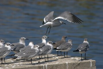 Obraz premium Una gran cantidad de aves podemos encontrar,la mayoria acuaticas como pelicanos,gaviotas,fragatas,aves de corral como gallinas,y otros tipos de pajaros.