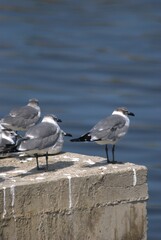 Una gran cantidad de aves podemos encontrar,la mayoria acuaticas como pelicanos,gaviotas,fragatas,aves de corral como gallinas,y otros tipos de pajaros.