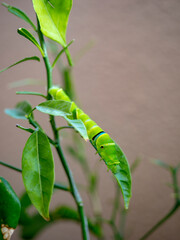 葉っぱの上で伸びるイモムシ