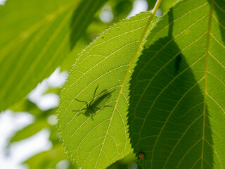 葉に映る虫の影