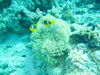 nemo at home