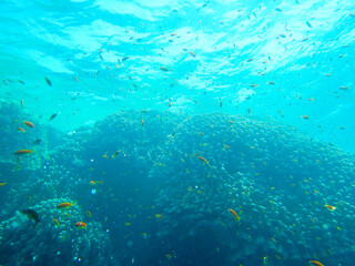 Obraz premium underwater life
