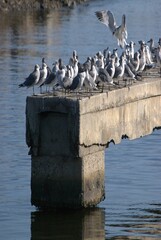 Una gran cantidad de aves podemos encontrar,la mayoria acuaticas como...