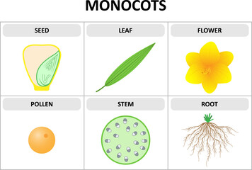 Characteristics of monocots. Seed, leaf, flower, pollen, stem, root. Diagram.
