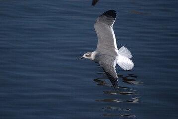 Una gran cantidad de aves podemos encontrar,la mayoria acuaticas como pelicanos,gaviotas,fragatas,aves de corral como gallinas,y otros tipos de pajaros.