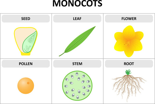 Characteristics of monocots. Seed, leaf, flower, pollen, stem, root. Diagram.