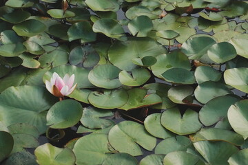 a floating lotus flower