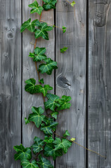 A wooden wall with  green leaves growing , symbolizing growth and new beginnings. Minimal creative nature and business concept.Flat lay,copy space