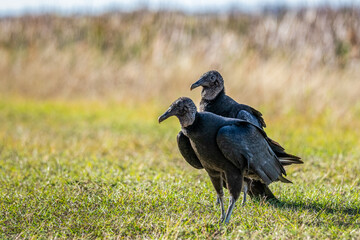 Black vulture