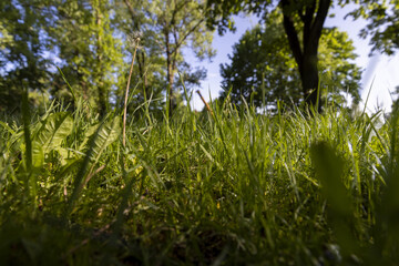 maples and other deciduous trees in the park in spring