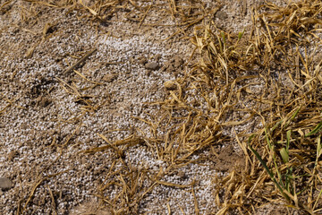the destroyed wheat crop from the excessive use of mineral fertilizers
