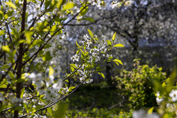white flowers on cherry trees in the orchard
