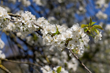 large inflorescences of white cherry blossoms in spring