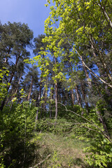 pines and deciduous trees in a mixed forest in spring