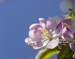 Beautiful pink apple blossoms on a blue sky background