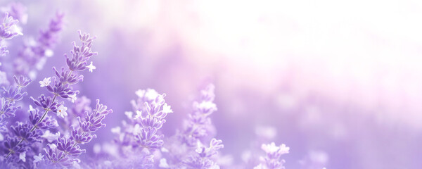 Delicate natural floral banner in lavender pastel colors. Lavender background with copy space. Lavender flowers close up on a blurred background.