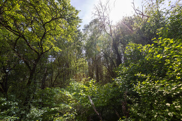 wildlife with different types of plants and shrubs