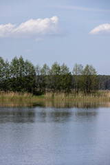deciduous trees growing on the riverbank