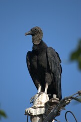 La variedad de aves es impresionante,desde las aves marinas como pelicanos,gaviotas y fragatas hasta guacamayas,gallinas,pajaros de varios tipos.