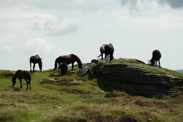 Naklejka premium Wild horses grazing on a grassy hill